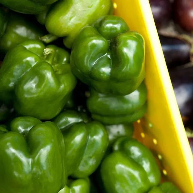 thumbnail for publication: Constructing a Southwest Florida Bell Peppers Enterprise Budget